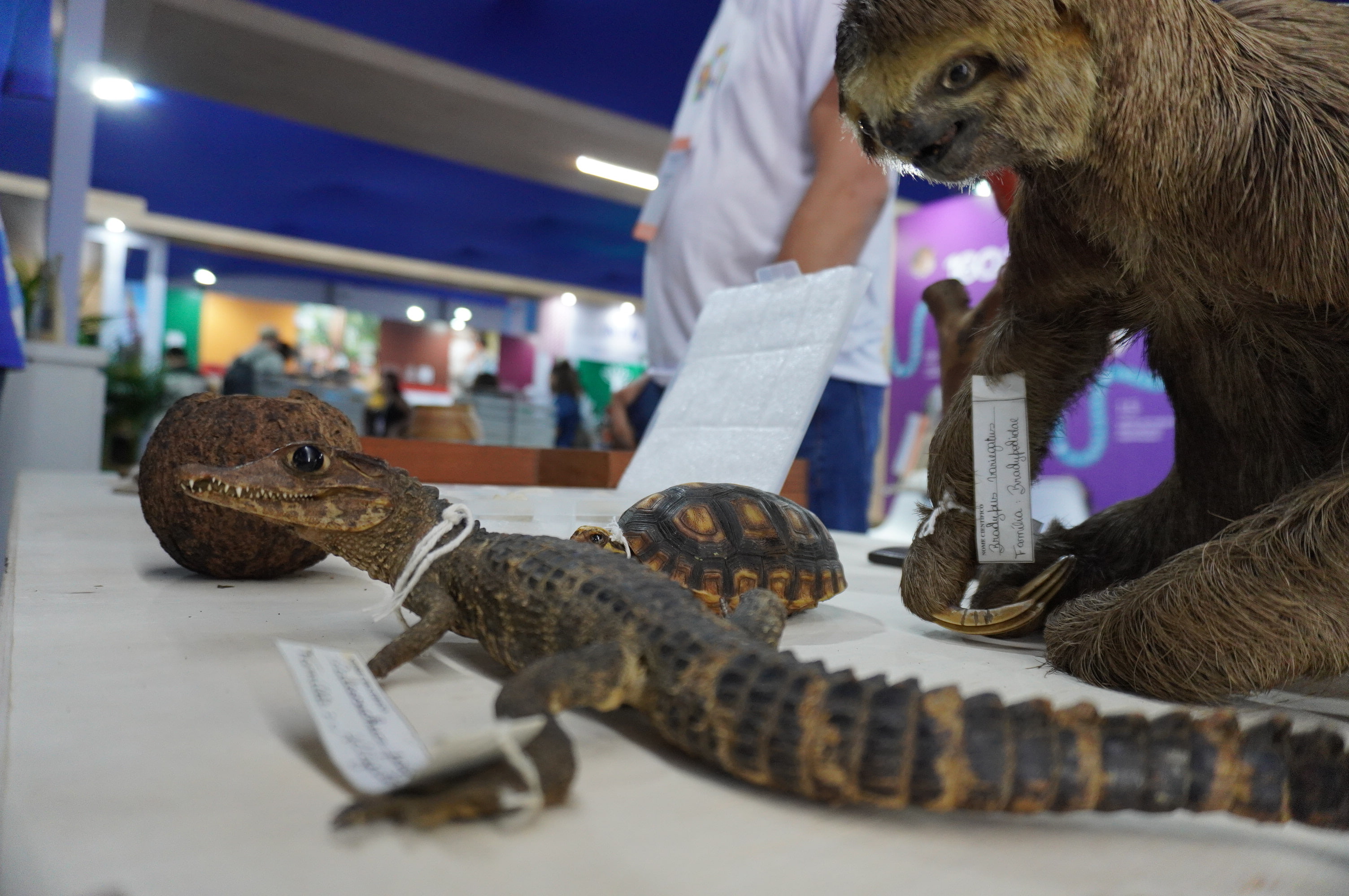 preguiça, jacaré e jabuti taxidermizados são expostos em estande