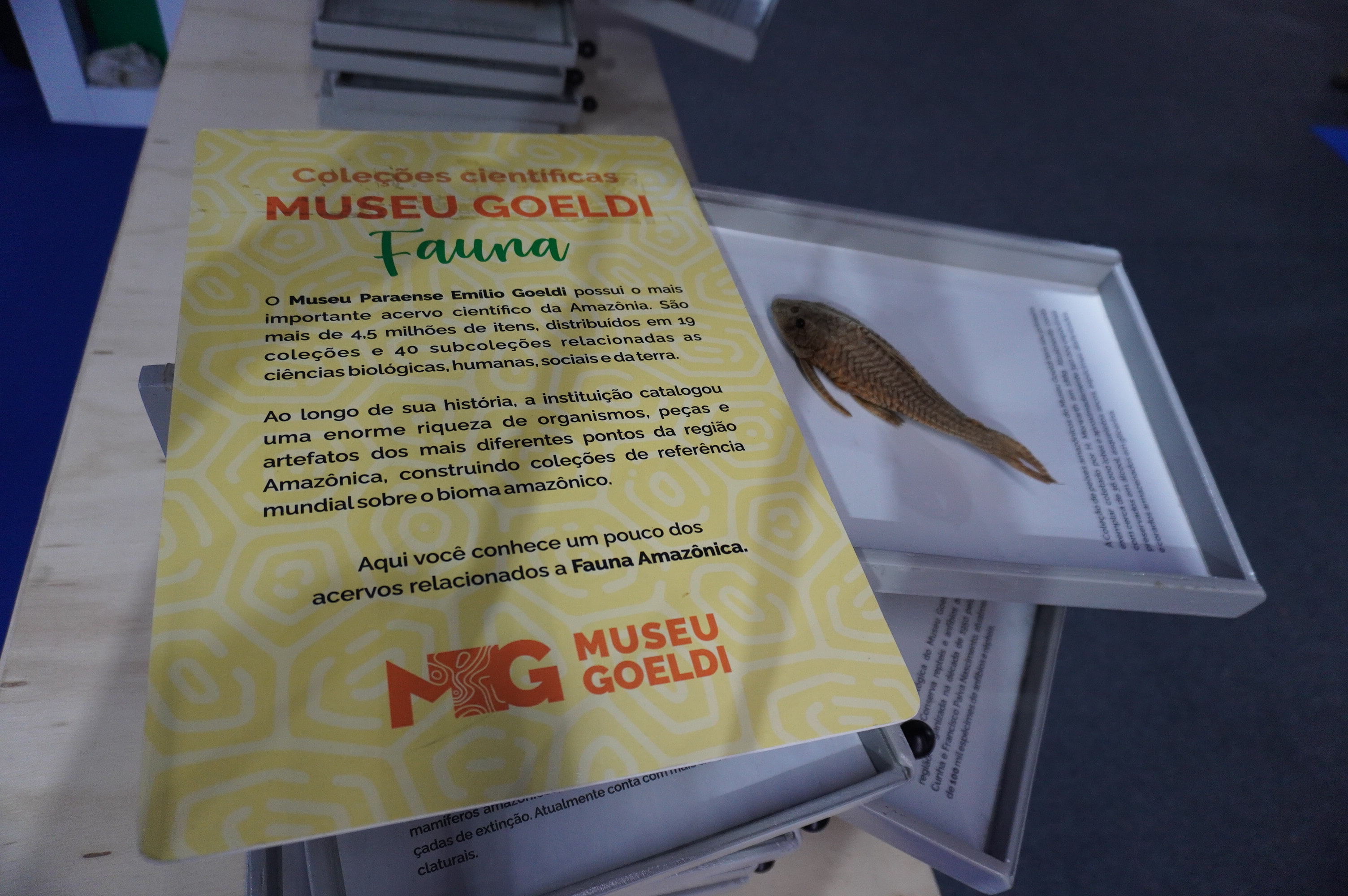 estrutura de gavetário exibe itens das coleções relacionadas à fauna