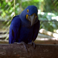 Mudança temporária no funcionamento do Parque do Museu Goeldi