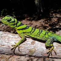 Mudanças climáticas e da paisagem impactam na conservação de lagartos amazônicos