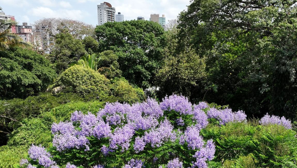 ArvoreJacarandaCopaiaDestaqueParque2.jpg