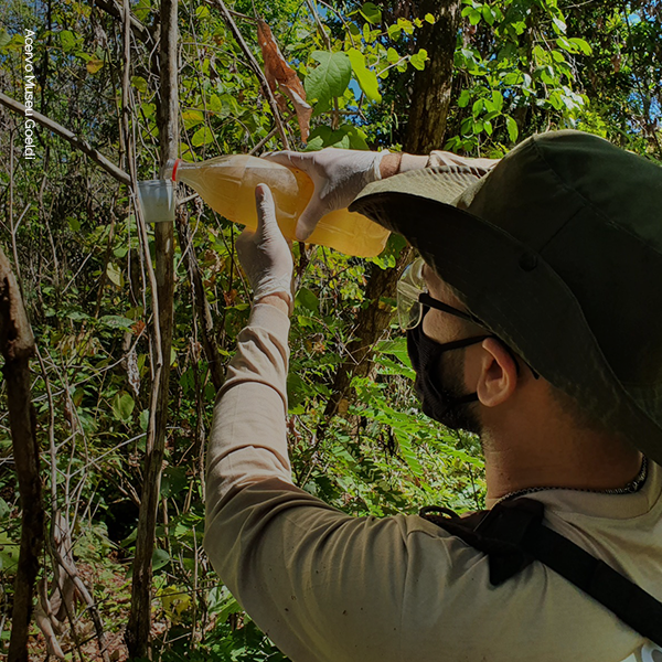 Ecossistemas Costeiros - Impactos e Gestão Ambiental by Museu Paraense  Emílio Goeldi - Issuu