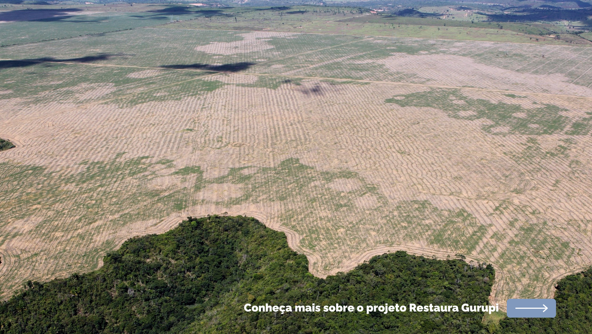 Em parceria com a WCS Brasil e outras instituições, MPEG será o responsável técnico pela restauração de 260 hectares na Reserva Biológica do Gurupi; projeto de R$ 8,9 milhões do Fundo Amazônia terá duração de 4 anos e deve começar no primeiro trimestre de 2026.