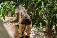 Museu Goeldi reabre seu parque com expectativa de receber dezenas de eventos até a COP30