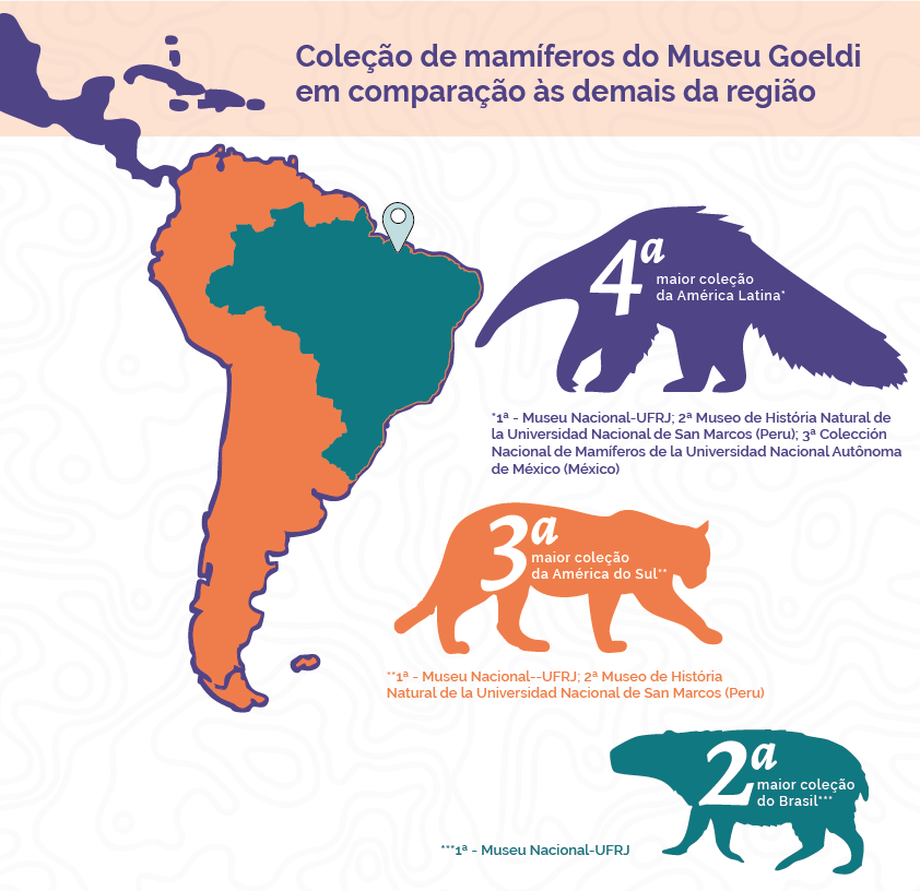 Infográfico em português sobre a coleção de mamíferos do Museu Goeldi e sua comparação com outros