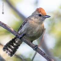Nova espécie de ave revela processos evolutivos e ambientais da biodiversidade na Caatinga