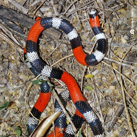 Novas espécies de Cobras Corais da Mata Atlântica e Caatinga