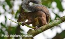 Novos estudos apontam alta diversidade de esquilos na América do Sul
