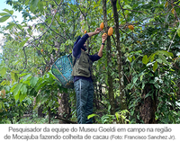 Pará tem a maior diversidade e variedade de sementes de cacau no mundo