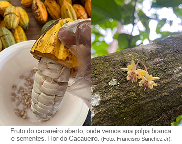 imagem-polpa-e-flor-do-cacau.png