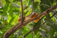 Parque Zoobotânico do MPEG abre todos os dias até o final da COP30, a partir de sábado