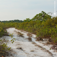 Pesquisa em Botânica Tropical ganha prêmio internacional e bolsa de doutorado sanduíche