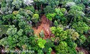 Pesquisadores apontam situação gravíssima das florestas na Amazônia Maranhense