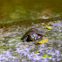 Pós-graduação em Biodiversidade e Evolução do Museu Goeldi abre seleção de mestrado com 24 vagas