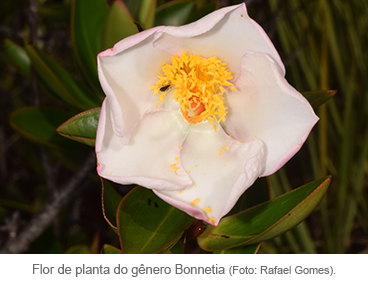 Flor de planta do gênero Bonnetia