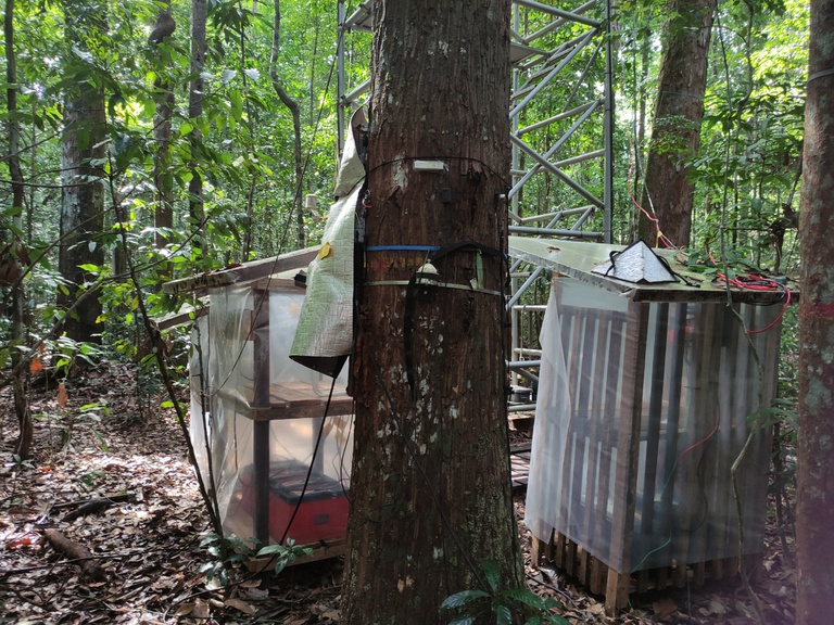 29-11-2025-esecaflor-caxiuana-MPEG-AndreaBatista (7).jpg