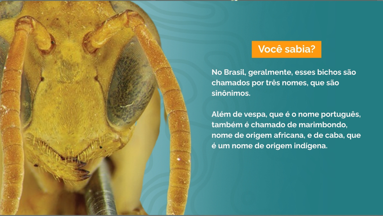 Bichos-sao-chamados-de-vespa-caba-e-marimbondo.png