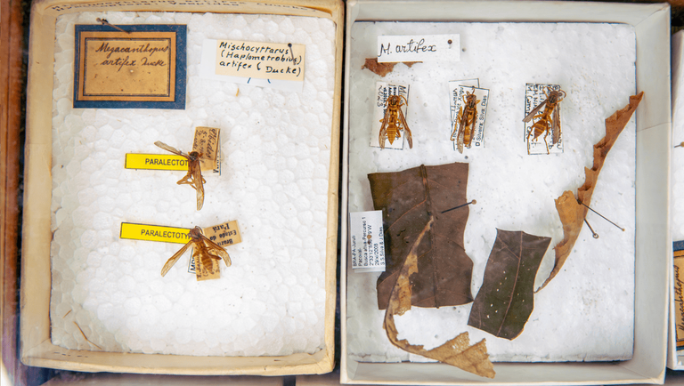 Vespas-etiquetadas-na-colecao-de-entomologia-do-museu-goeldi.png
