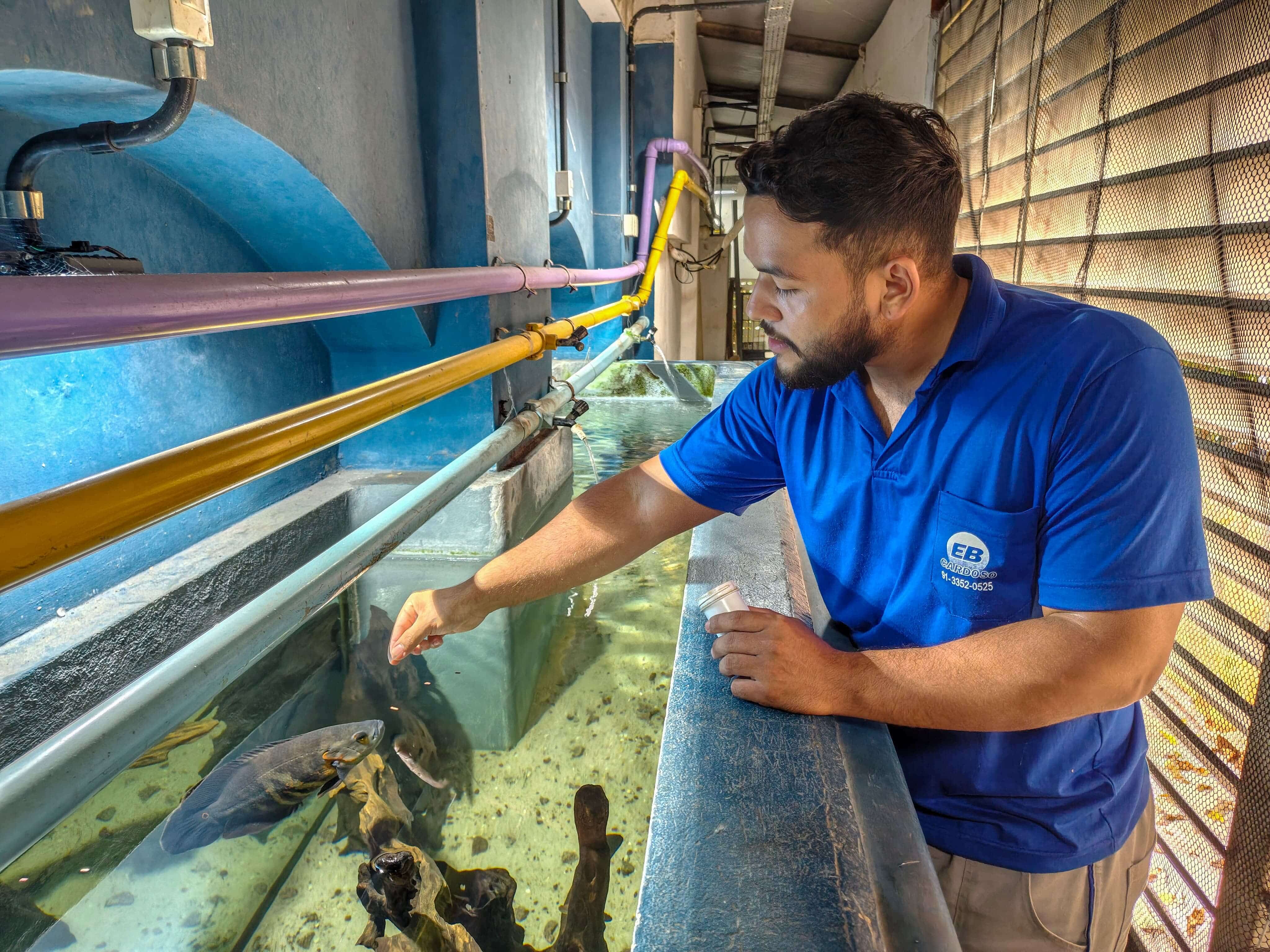 Um homem alimenta peixes num tanque