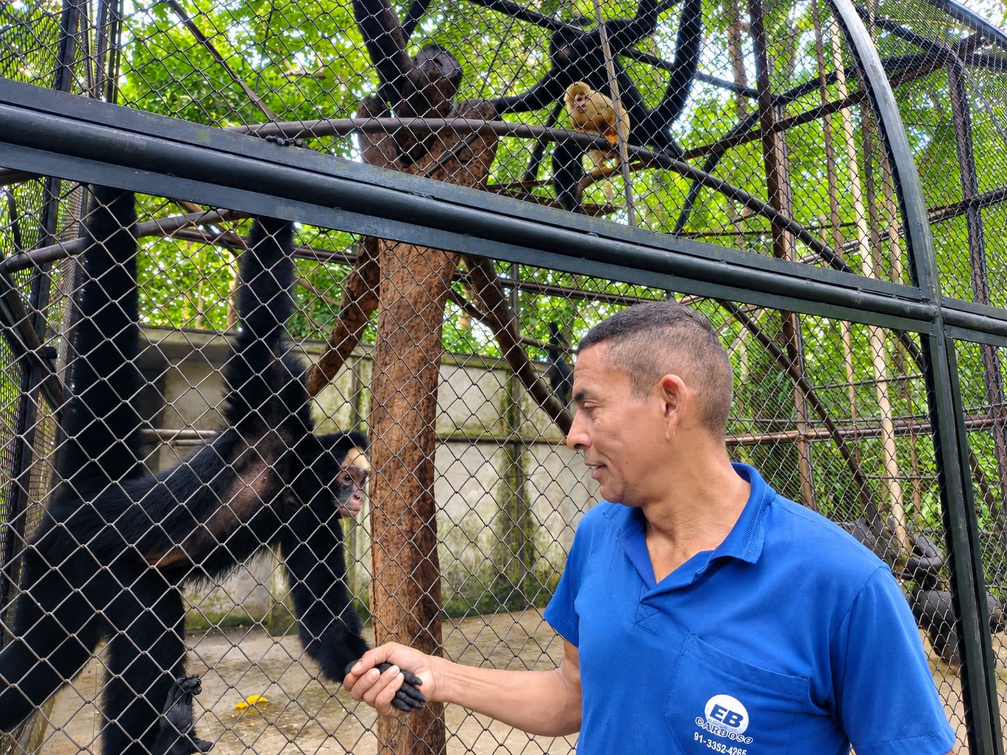 Um tratador segura a mão do macaco-aranha