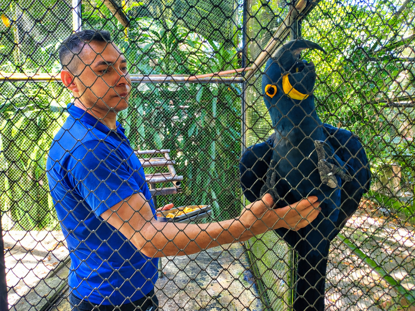 Tratador com arara-azul