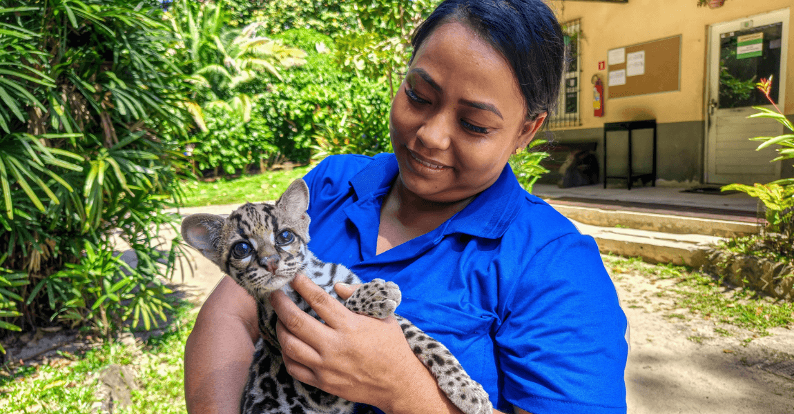 Uma mulher com camisa azul, cabelo preto amarrado, segura nos braços um filhote de jaguatirica, que oljha para a foto