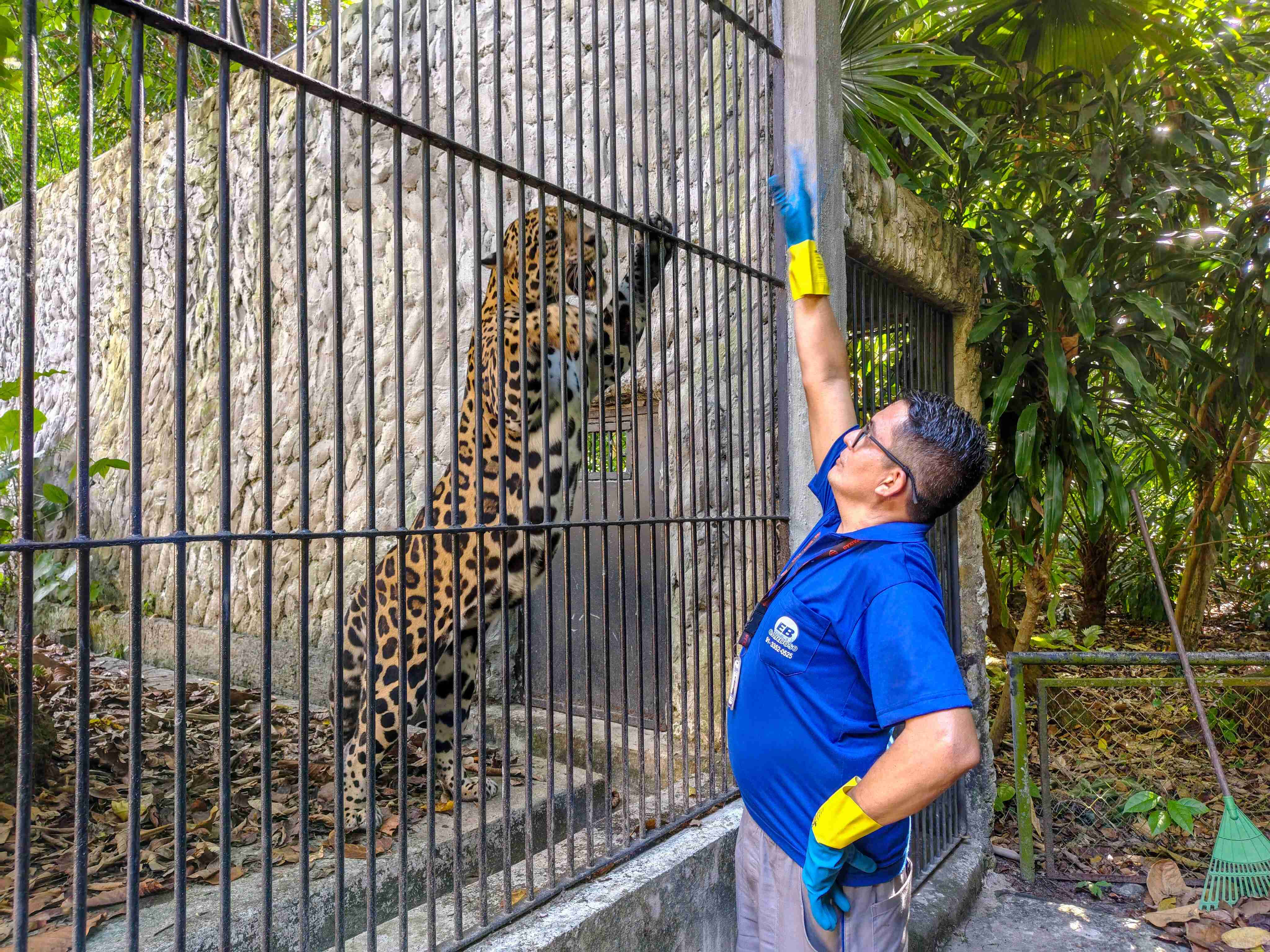 Um tratador brinca com uma onça no recinto