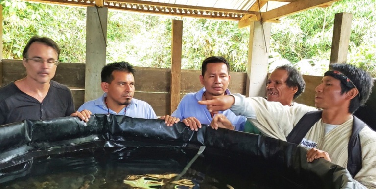 rainforest-flow (1).jpeg