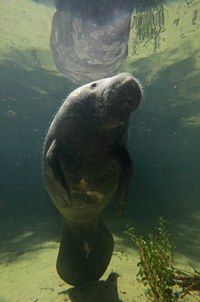Um projeto para conservar peixes-boi no Pará