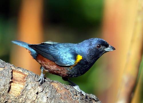 ferro-velho-Euphonia-pectoralis.jpg