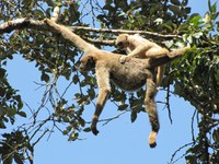 Conservação de muriquis é tema de encontro no Museu de Biologia Mello Leitão
