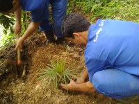 Forte Defensor Perpétuo de Paraty promove replantio de espécies nativas