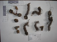 Museu Imperial recebe doação de fragmentos de trajes usados por imperadores