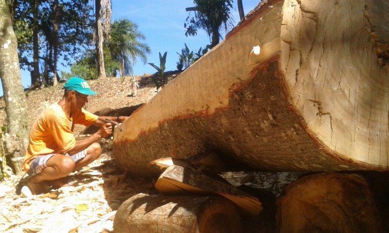 Guapuruvu_canoeiro.jpg.crdownload