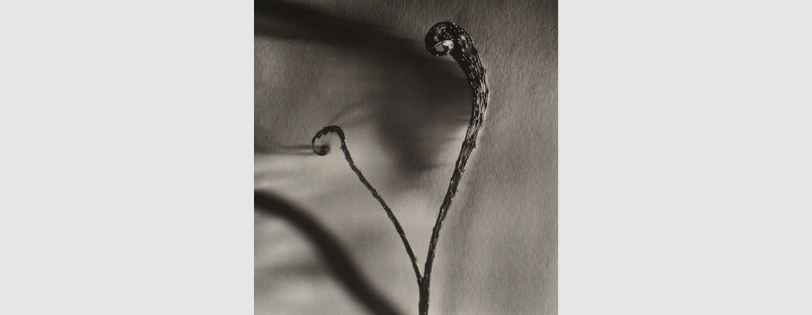 Vilma Slomp. Foto P&B, 28,5 x 23,5 cm, 1997. Assinada VIMSLOMP.  Doação, 2012, Vilma Luiza Slomp.