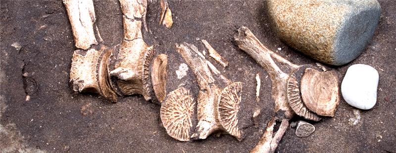 MAITAIPUrandomico (64).png