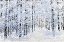 Estética da floresta I, 2000/01