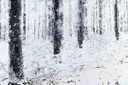 Estética da floresta III, 2000/01