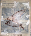 Fledermäuse (Morcegos)