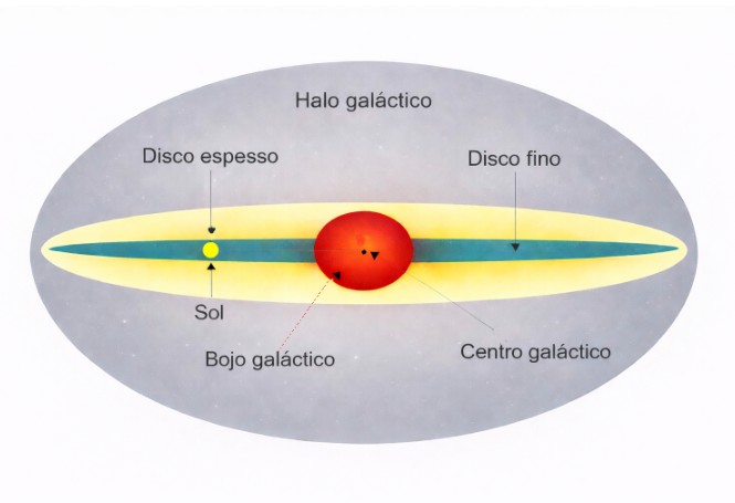 Imagem mostra uma representação esquemática da Via Láctea. Além do disco fino e do espesso, aparecem: o centro galáctico (a região mais interna da galáxia); o bojo galáctico (estrutura central quase esferoidal dominada por estrelas antigas); e o halo galáctico (componente extenso e difuso que envolve a galáxia, sendo composto por estrelas antigas e matéria escura). Ilustração: Wikipedia.