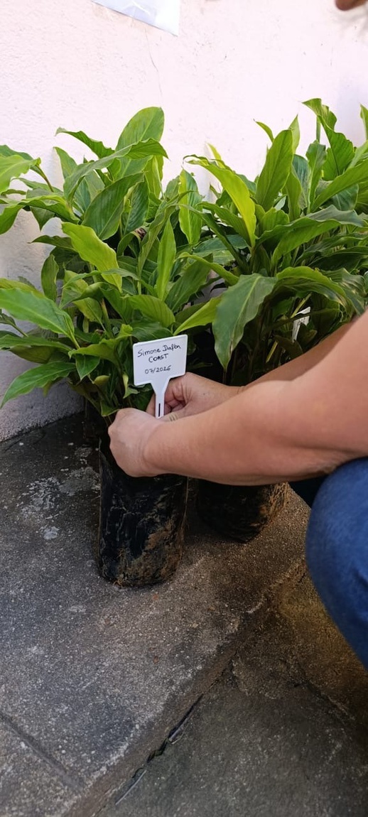 Servidores, colaboradores e alunos plantam o novo jardim da Casa Rosa. Foto: Amannda Amorim/ON.