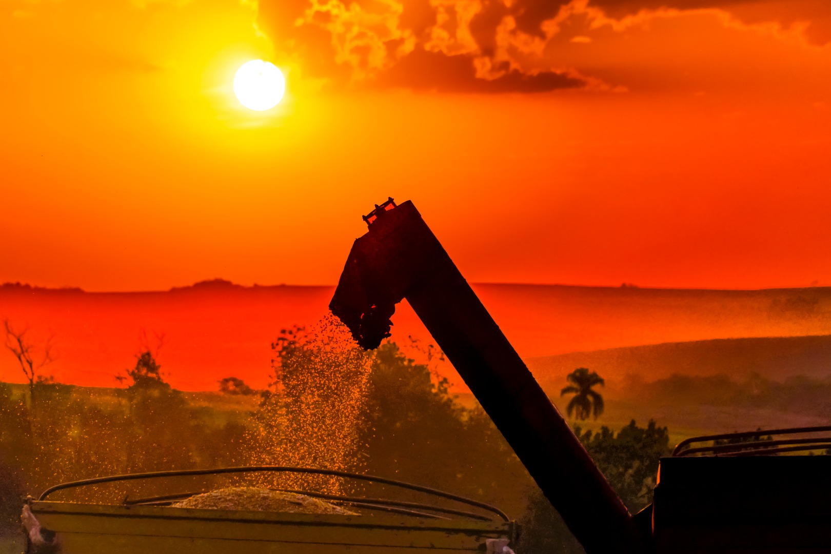 117 - MB - Colheita do milho.jpg