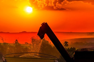 117 - MB - Colheita do milho.jpg