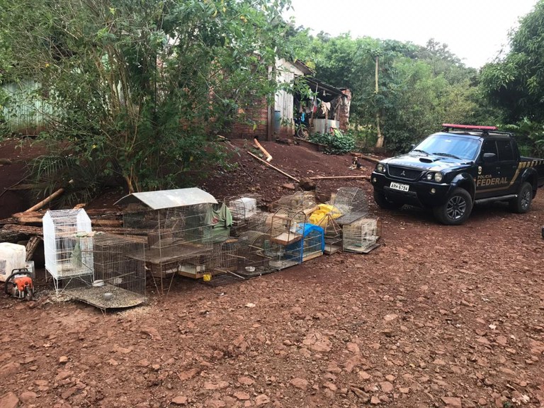 apreensão pássaros foz.jfif