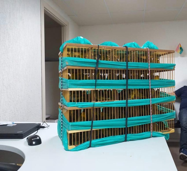 pássaros silvestres1.jfif