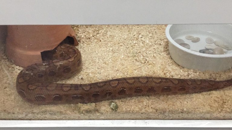 Operação Rattus SE 6.jpg