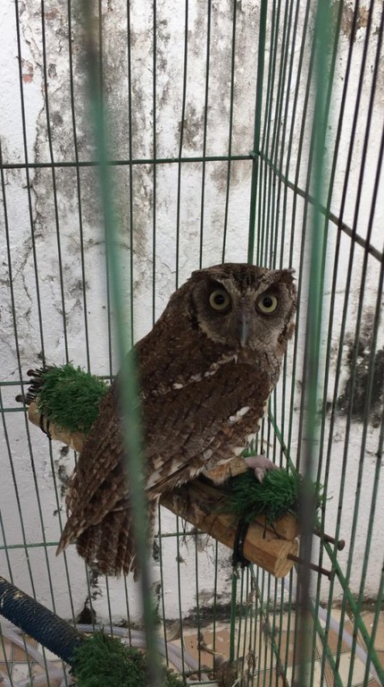 Operação Rattus SE 7.jpg