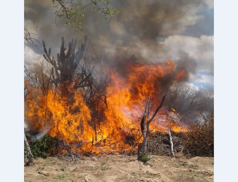 erradicação plantio de maconha PE 7.jfif