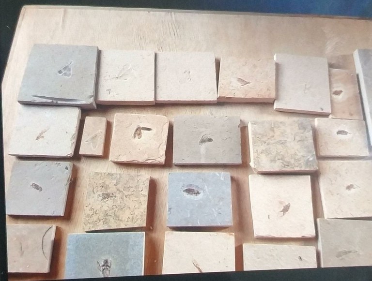 Operação Santana Raptor.jpg