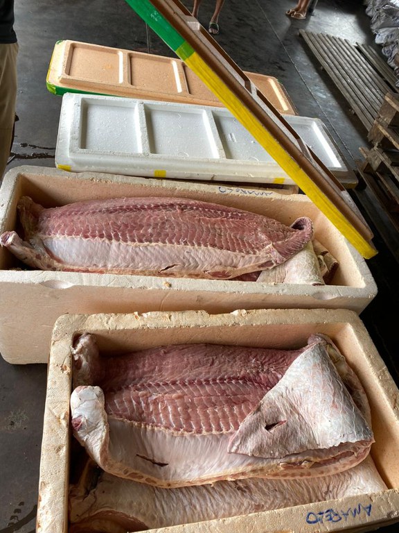 apreensão peixes AM.jfif